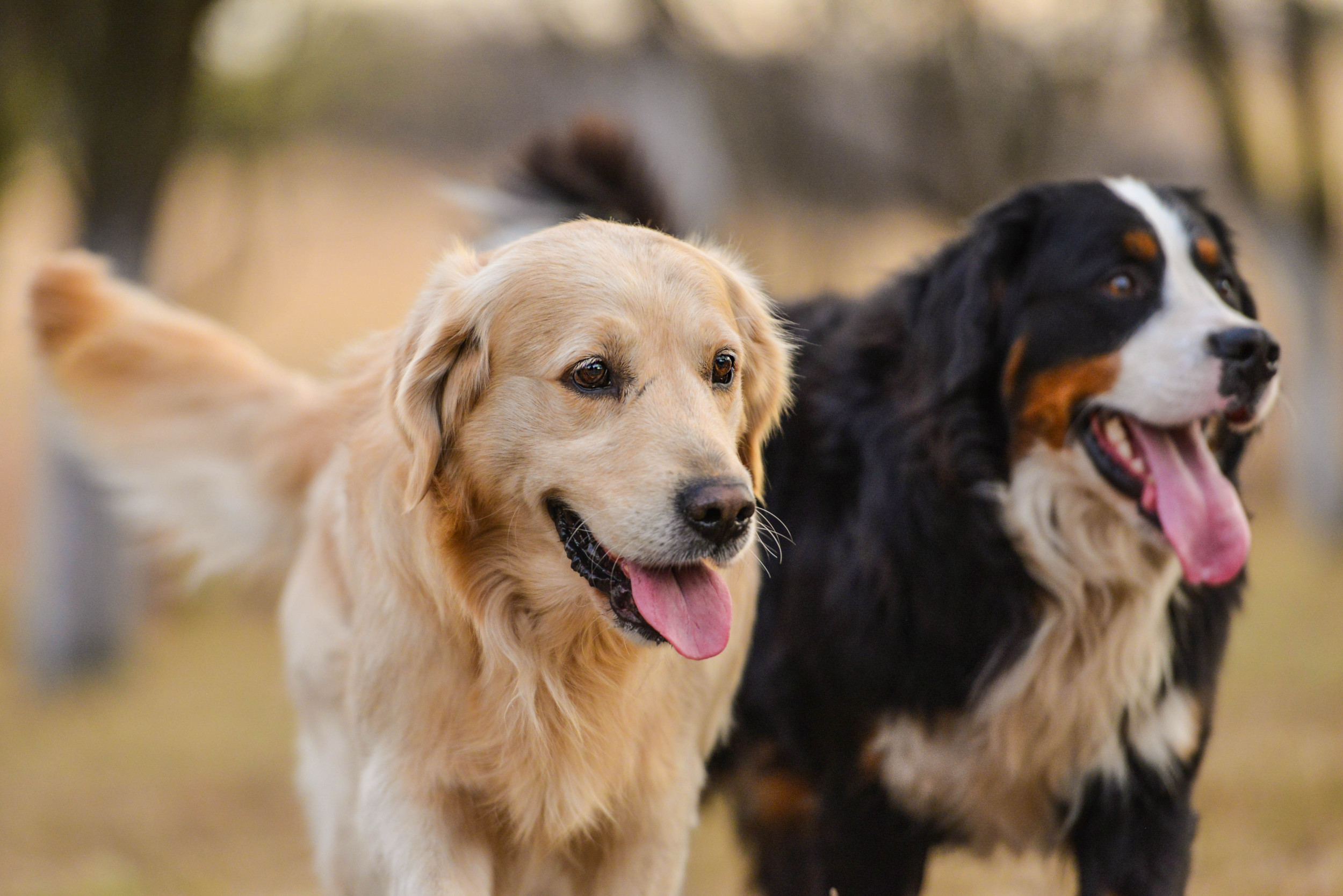 Dog N Rollの評判と真実｜愛犬家が熱狂する理由と最新情報