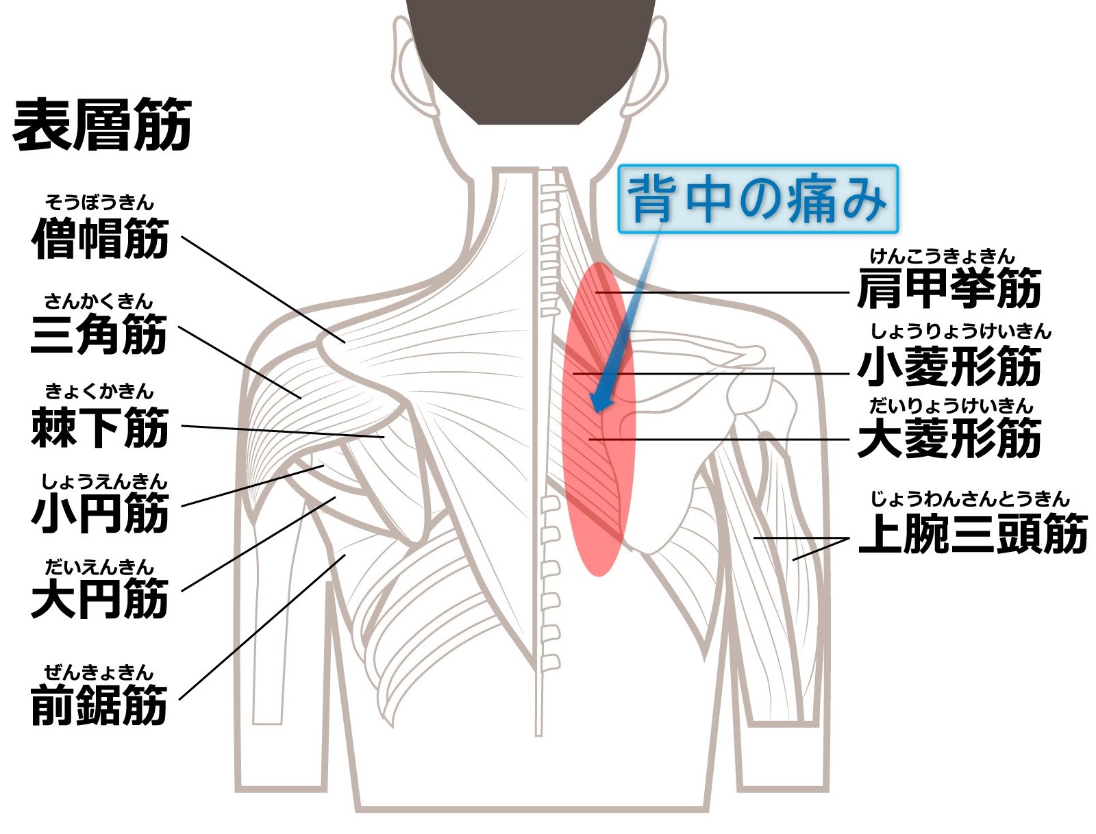 肩甲骨の下が痛い原因を徹底究明！左右別の危険な病気と解消法