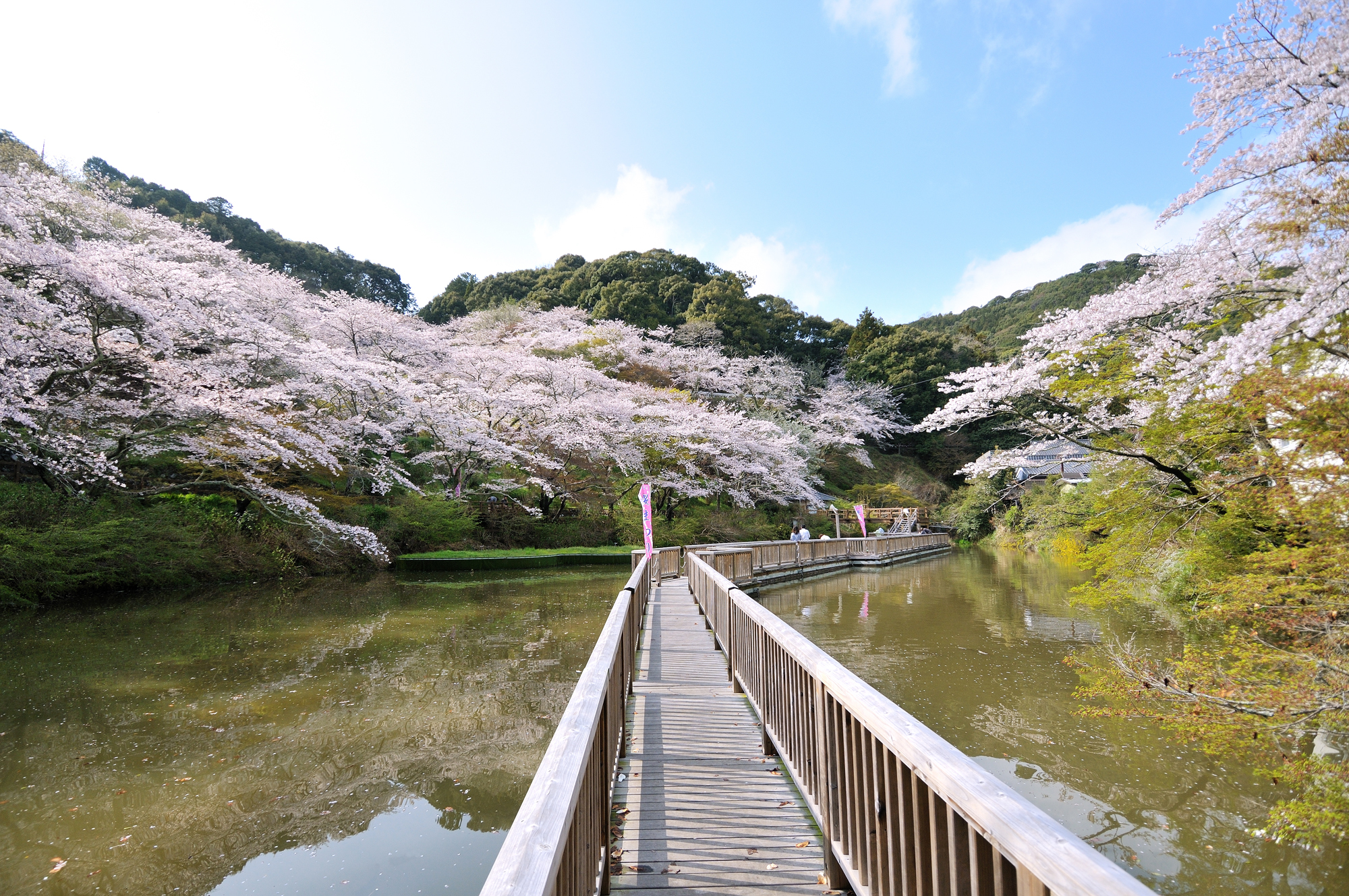 浜松市桜の名所徹底解説！徳川家康ゆかりの城から夜桜の穴場まで