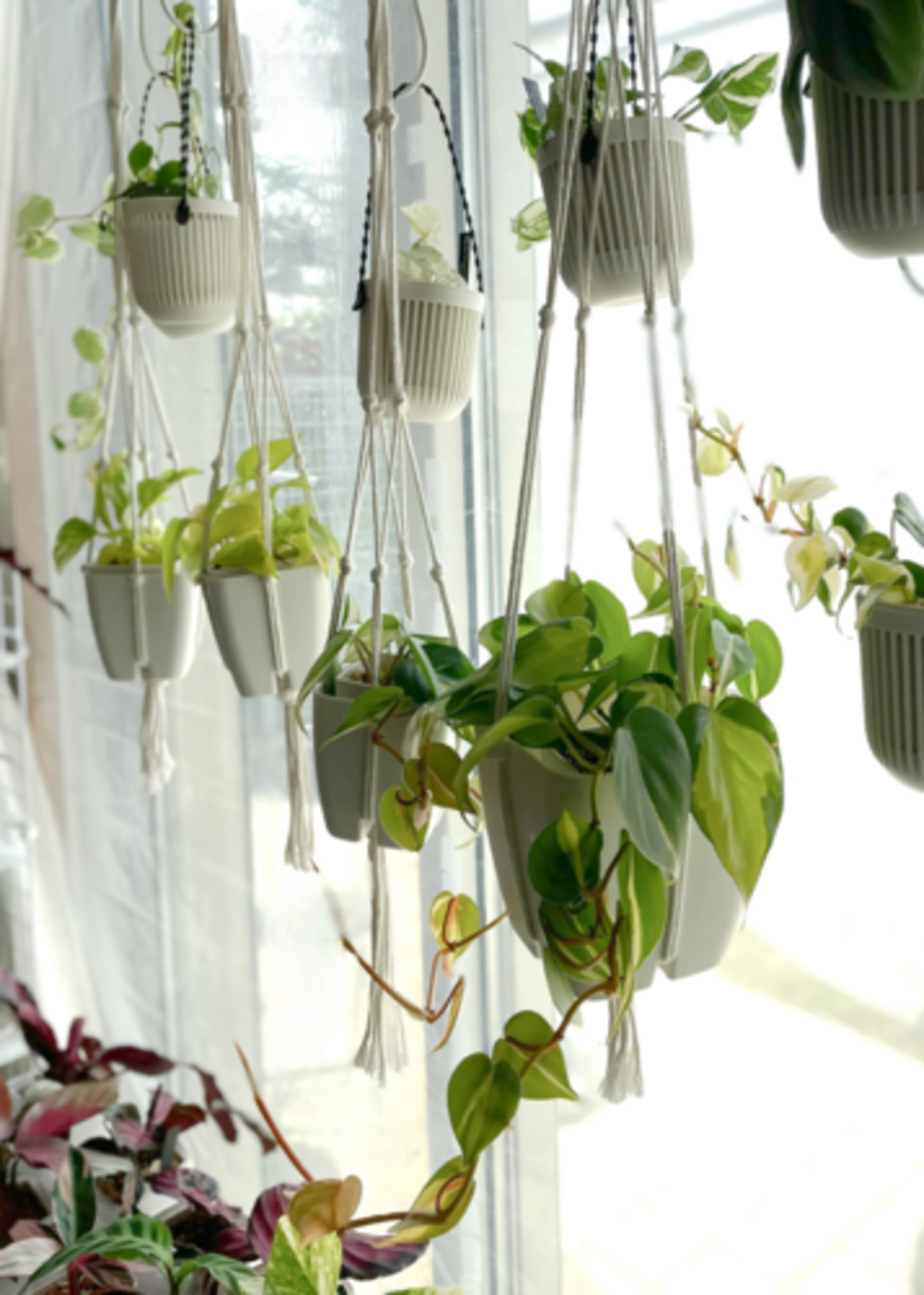 100均で観葉植物を吊るす神ワザ！賃貸でも落ちないおしゃれな飾り方