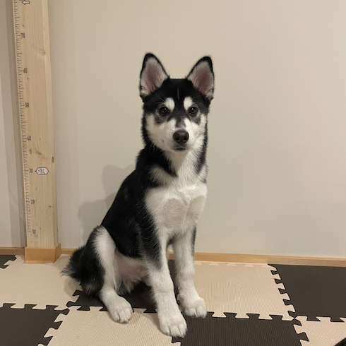 【速報】 ハスキー に 似 た 犬 2026年最新プロフィール #947