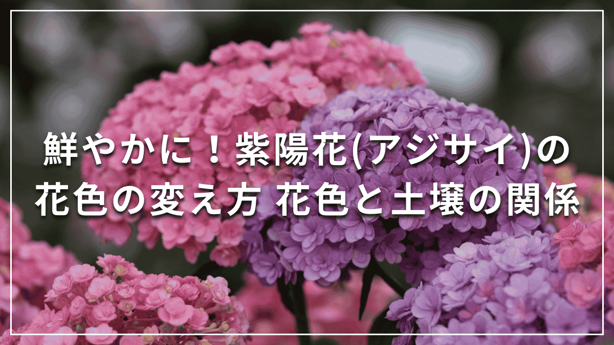 紫陽花の色は土で決まる！青とピンクを変える仕組みと土作り