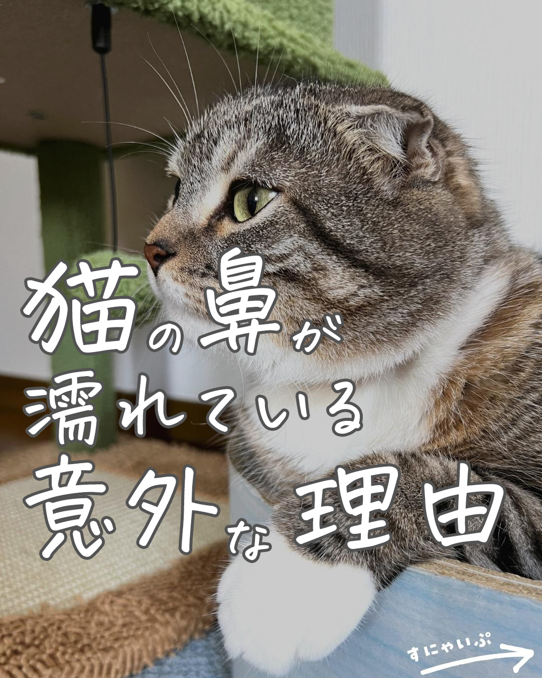 愛猫の鼻が濡れている真の理由とは？健康の証と受診すべき危険サイン