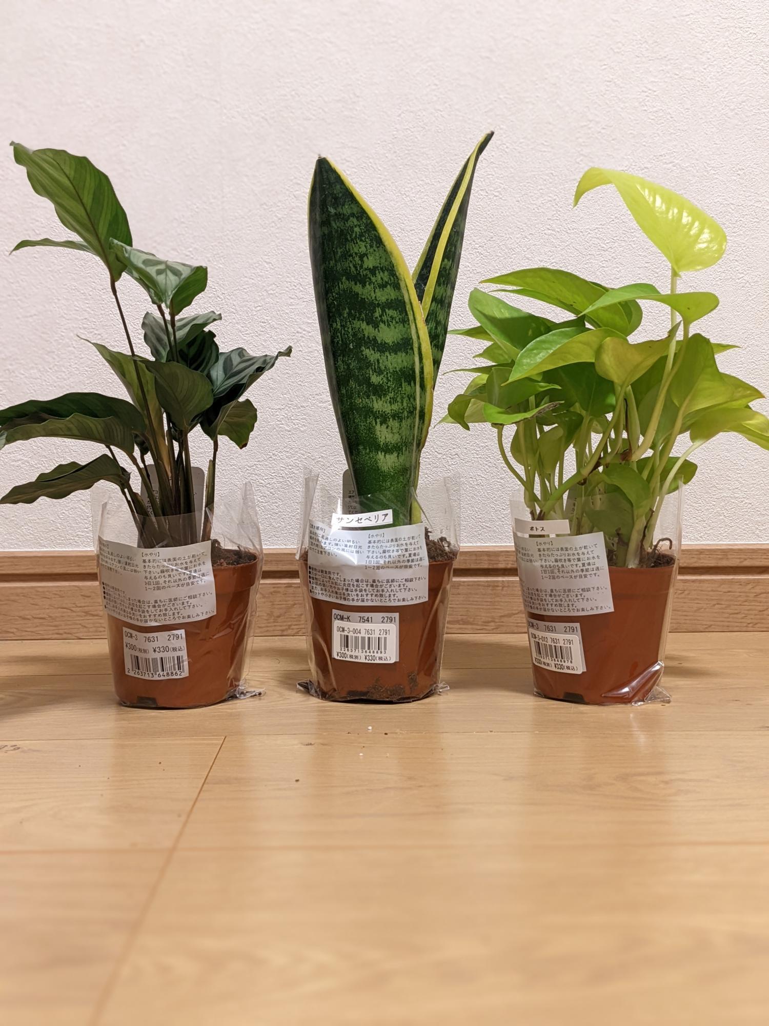 ダイソー観葉植物は100円で育つ？2026年最新レア種と評判の真相