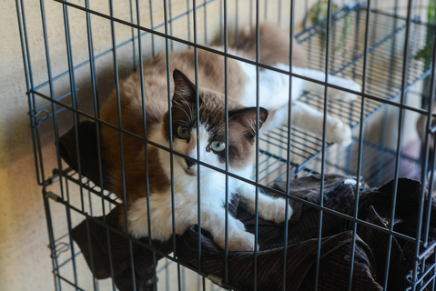【熱愛】 猫 留守番 死ん で た 最新画像・動画まとめ #904