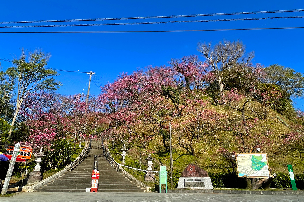 【2026年】名護城公園の桜まつり＆絶景展望台を徹底解剖！完全攻略法