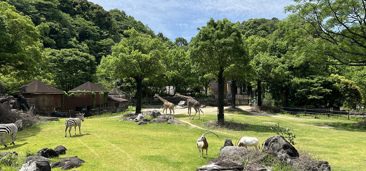 なぜ高知県立のいち動物公園が全国1位？驚きの展示と魅力を徹底解剖