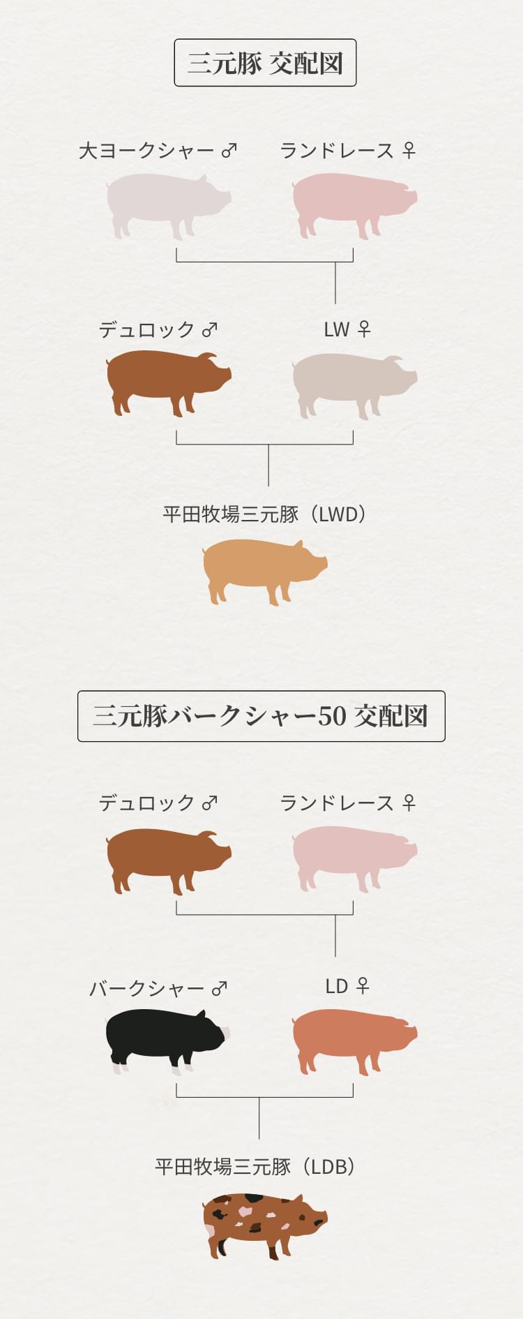 三元豚の正体とは？黒豚との違いや安くて美味い理由を徹底解明