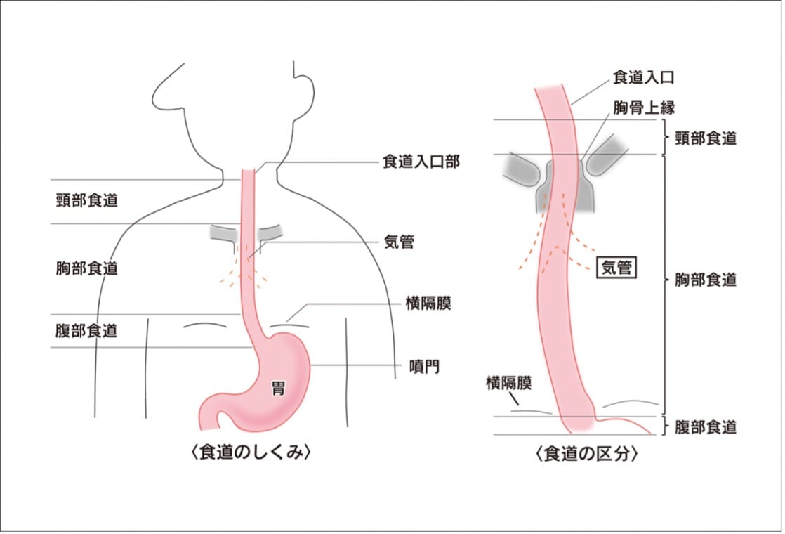 病み上がりの胃腸をリセット！専門家が教える回復食とNg食品