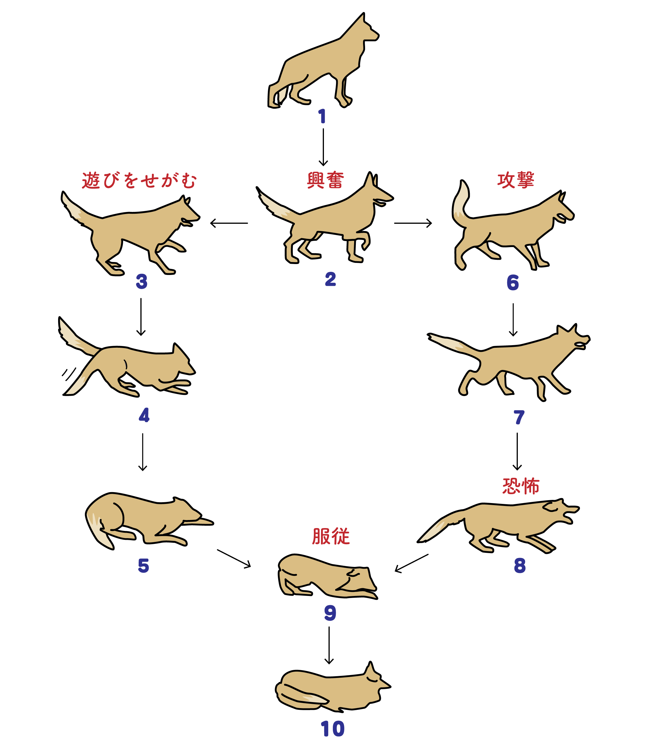 犬の気持ち徹底解読！しぐさ・尻尾・鳴き声に隠れた本音とストレスサイン
