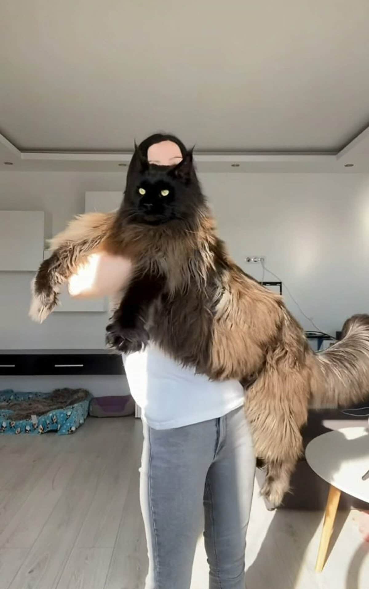 世界一でかい猫の正体とは？ギネス記録120Cm超の真実と大型猫の飼い方