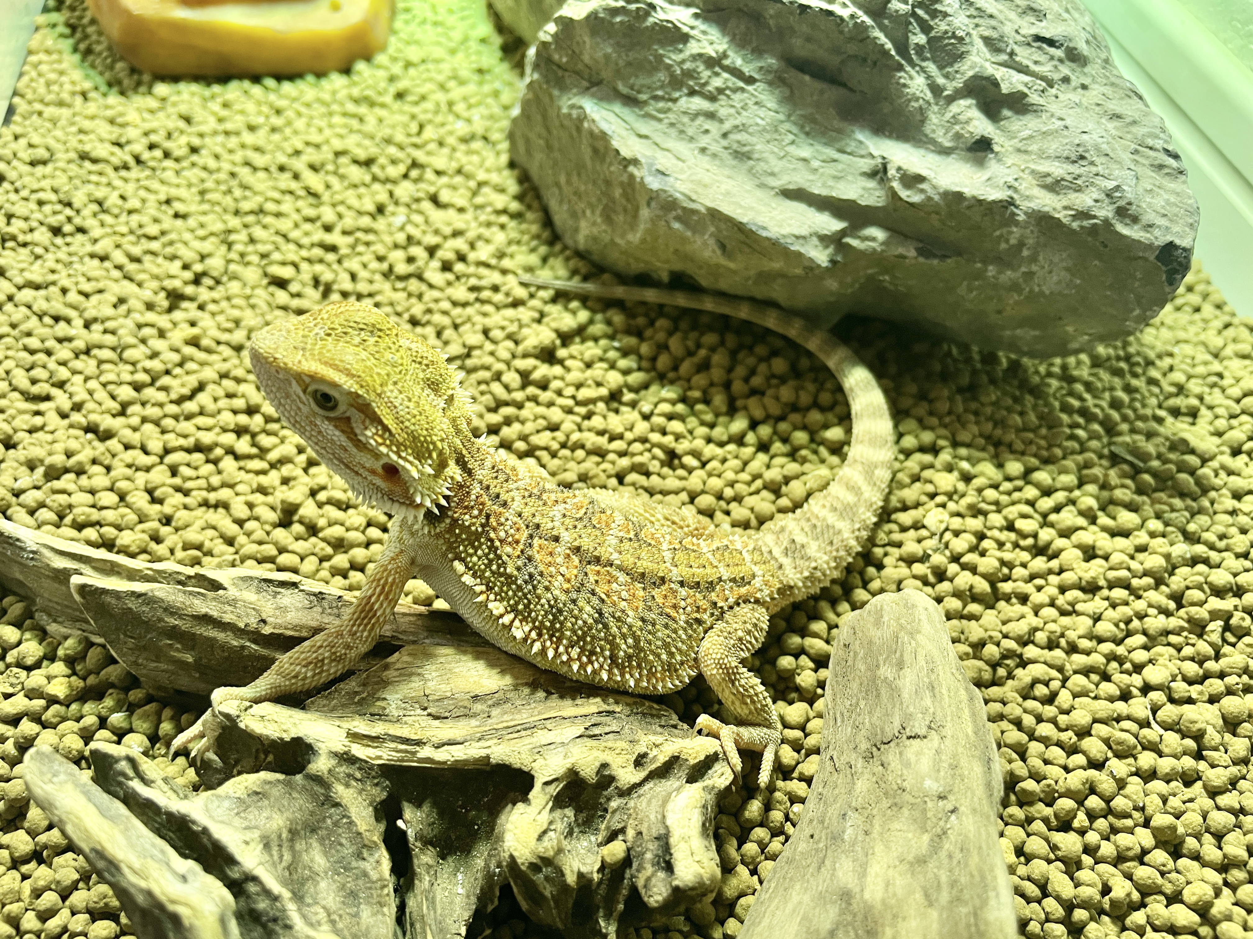 フトアゴヒゲトカゲ「魔の3ヶ月」の真実｜ベビー突然死と拒食を防ぐ飼育術