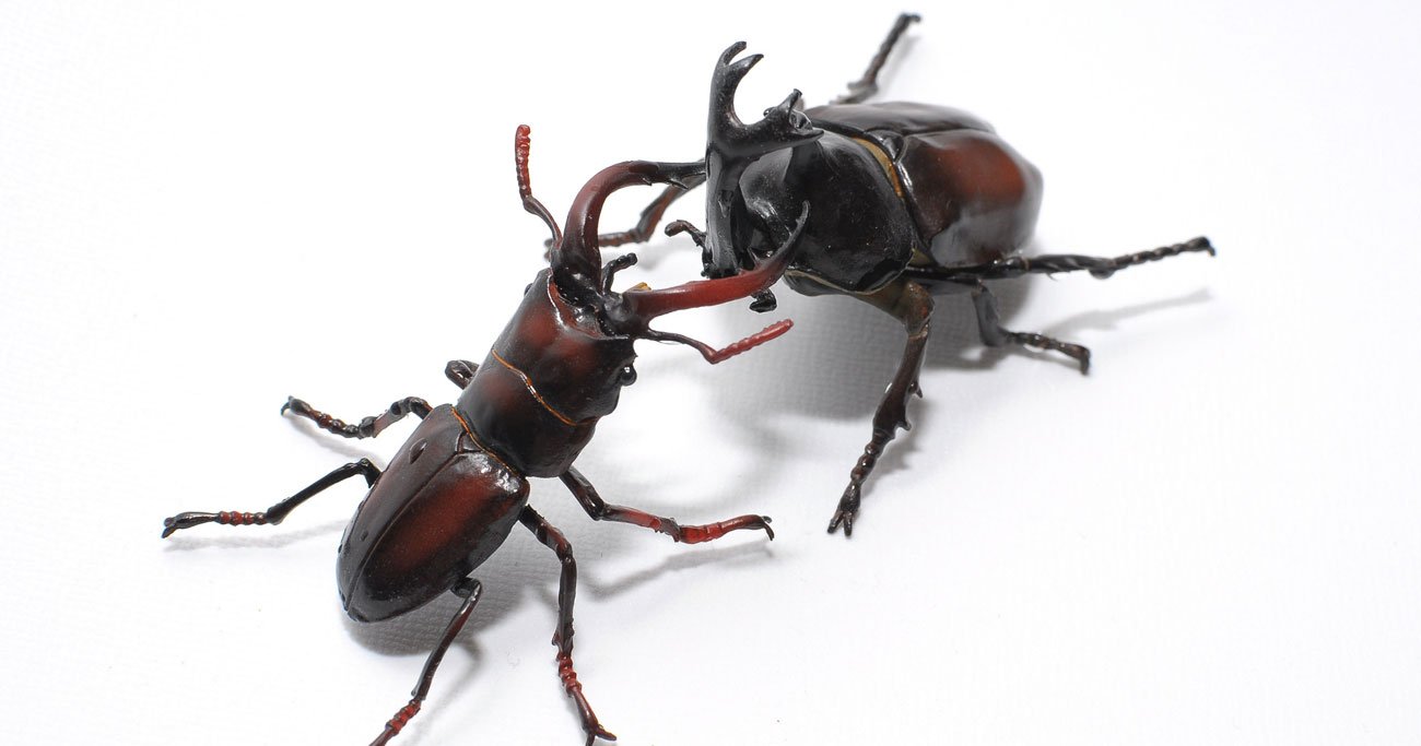 クワガタとカブトムシの違いを完全解剖！寿命・強さから幼虫の識別まで