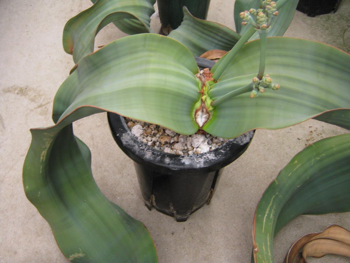 寿命2000年の怪植物「奇想天外」の謎｜ナミブ砂漠の生態と育て方