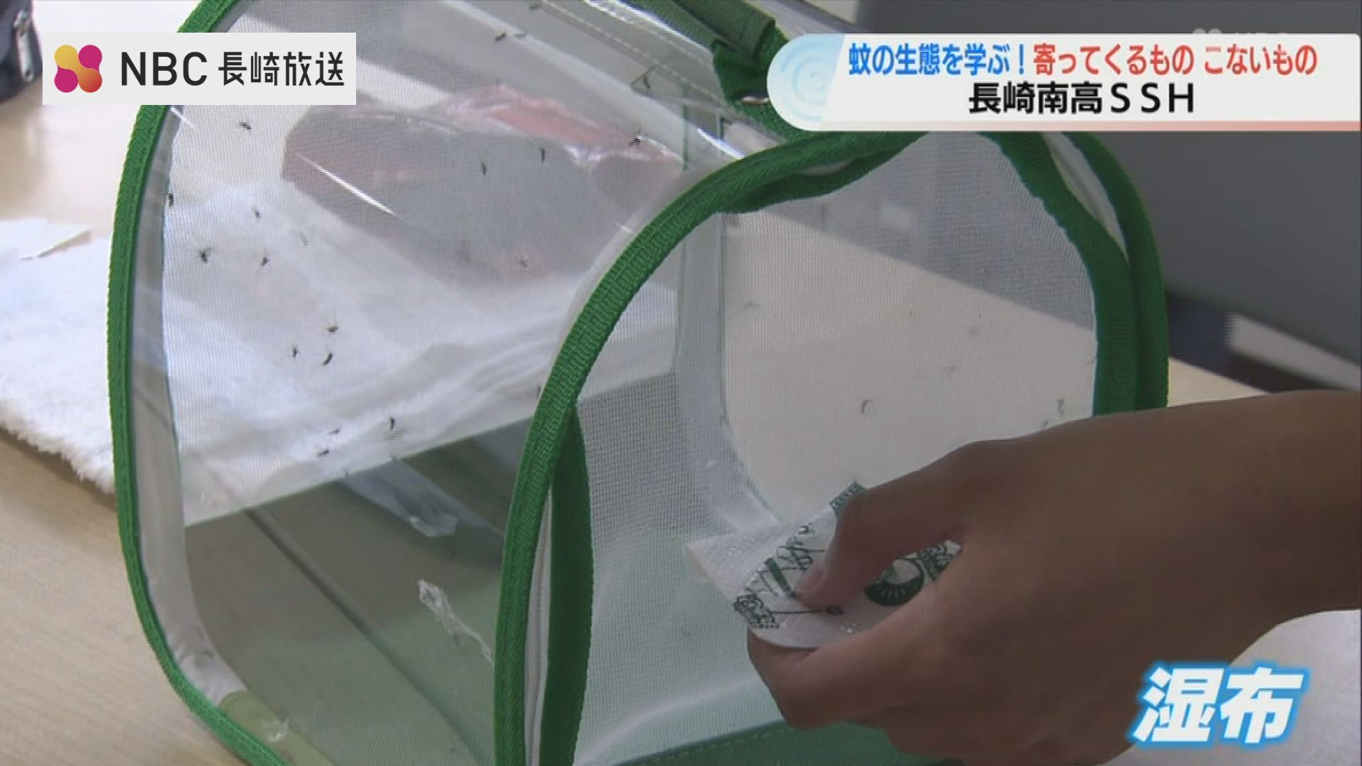 【2026年最新解明】なぜ特定の人ばかり狙われるのか？「虫が寄ってくる人」の生化学的メカニズムと最新防御策