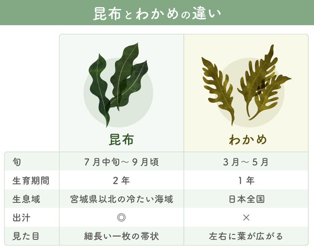 昆布とわかめの違いを徹底解剖！出汁と具材の使い分けや栄養の真実