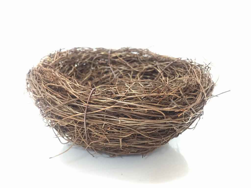 「鳥の巣」極秘データが緊急流出！巨匠が隠し続けた衝撃の真相