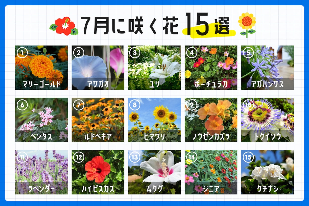 夏の光に映える7月の花！誕生花と意外な花言葉で選ぶ理想の一輪
