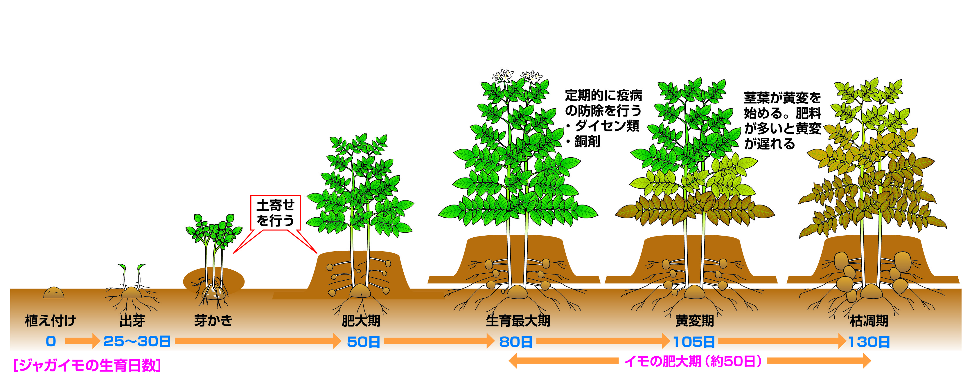 じゃがいもの育て方2026年決定版！豊作へ導く芽かきと土寄せの極意