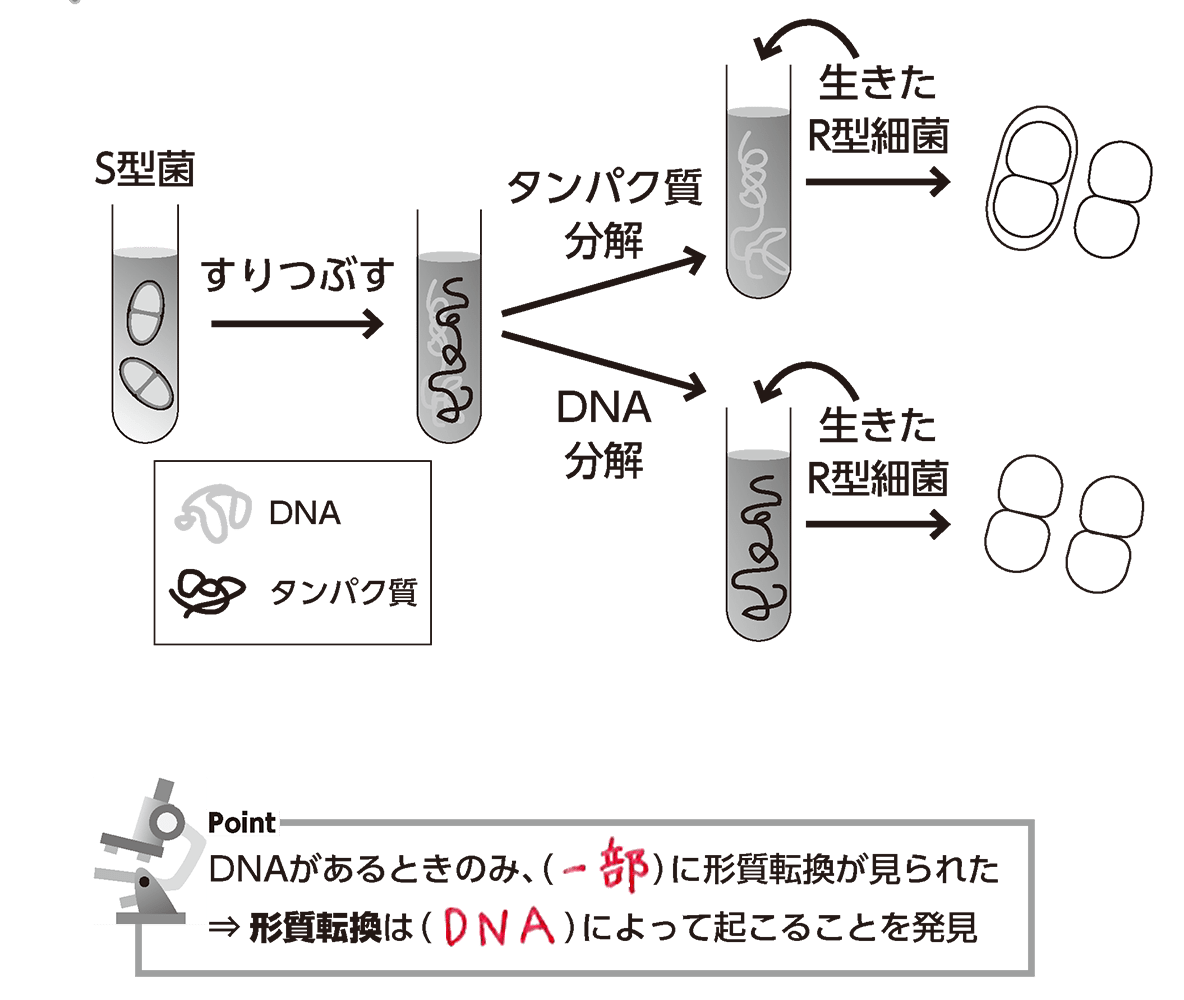 エイブリーの実験を再検証｜なぜ1944年の発見が2026年の今も「遺伝子の本質」を問い続けるのか