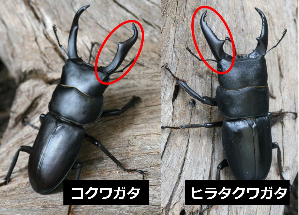 ヒラタクワガタとコクワガタの違い徹底比較！内歯と点刻で見分ける極意