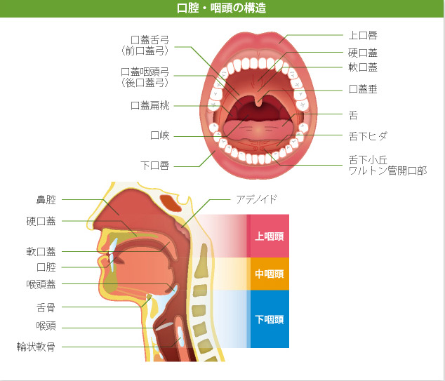 生理中の異常な喉の渇き、実は身体からのSos？黄体期のホルモン変化と最新ケア法【2026年版】