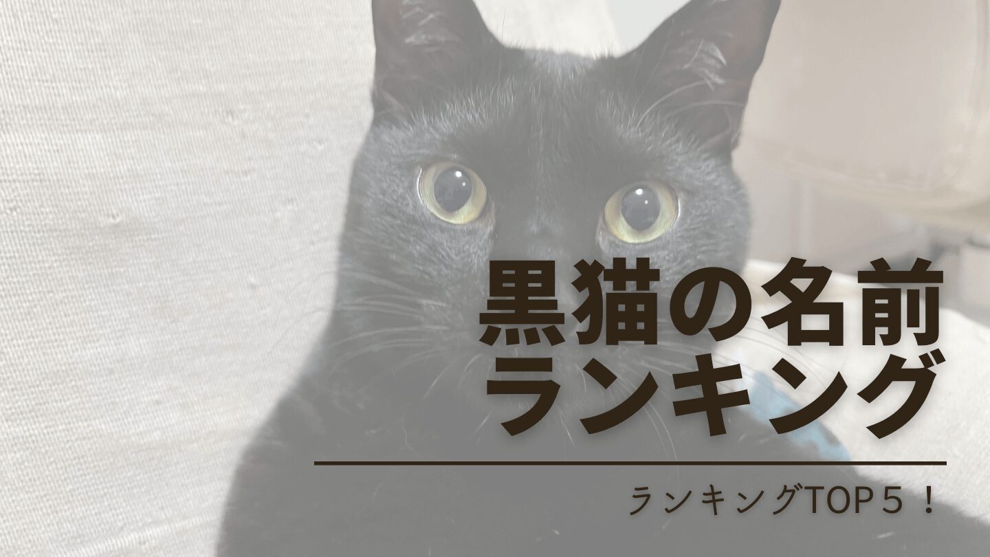 黒猫の名前決定版！2026年人気ランキングと後悔ゼロの響き法則