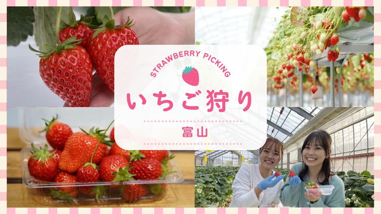 富山いちご狩り2026完全比較！予約なしの真相と穴場農園ガイド