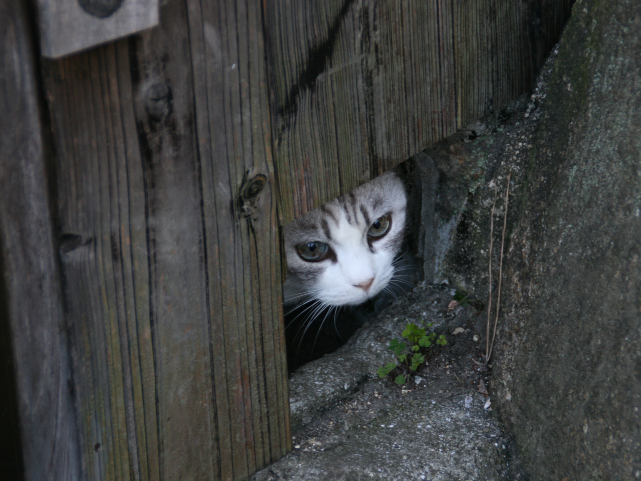 尾道「猫の細道」の現在地｜福石猫の不思議なご利益と隠れ家カフェ巡り