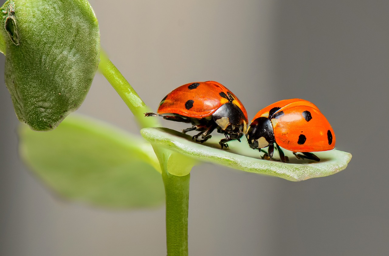 てんとう虫の英語はLadybugだけ？由来や英米の違い・発音を解説