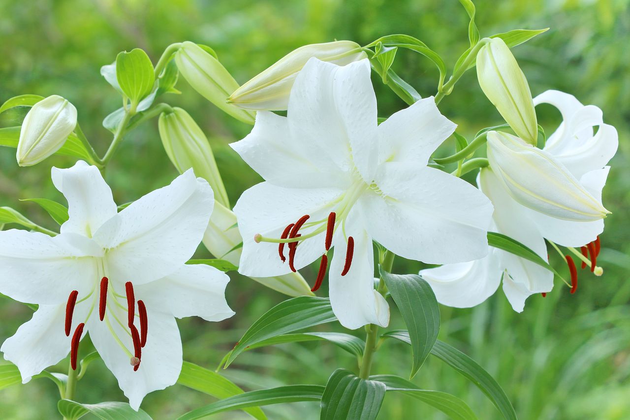 カサブランカの花の魅力と真実｜違い・危険性からマナーまで徹底解説