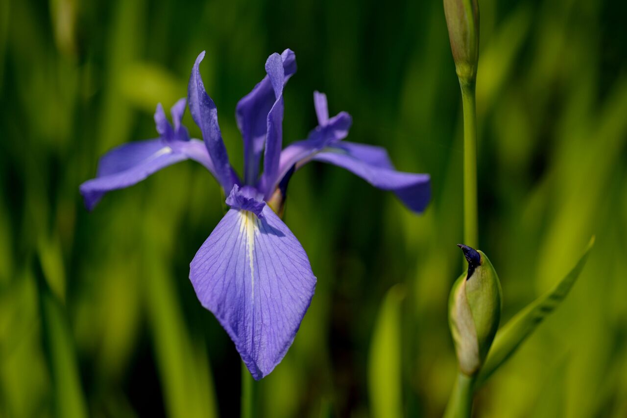 カキツバタの花言葉は怖い？幸運を呼ぶ由来とアヤメとの違いを徹底解剖