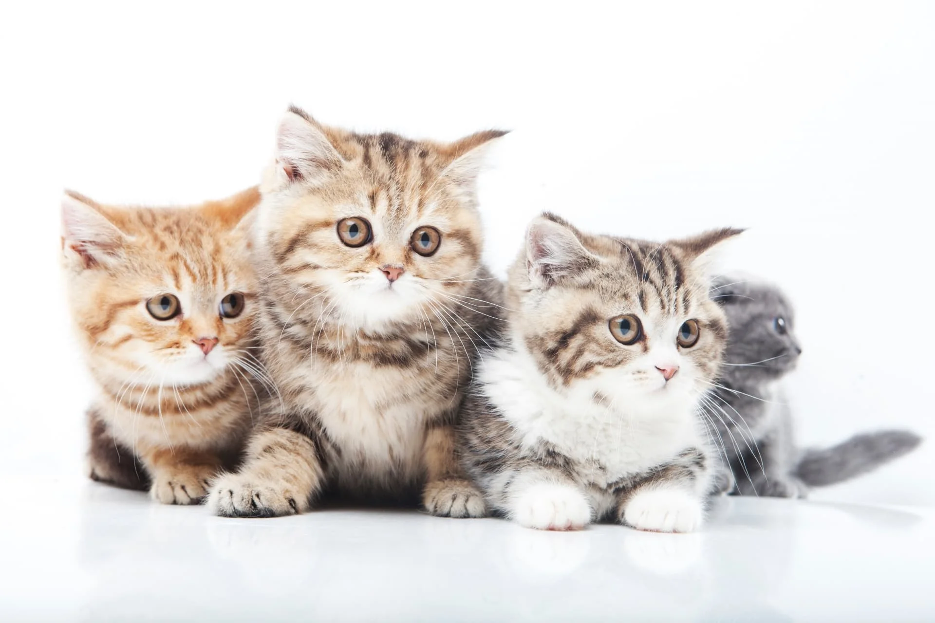 大人になっても小さい猫の種類とは？人気品種の体重比較と飼育の真相