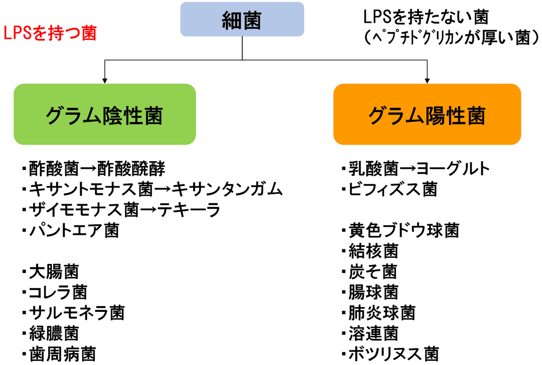 グラム陰性球菌はなぜ今、医療現場で警戒されるのか？原因・症状・最新治療を徹底解説【2026年最新版】
