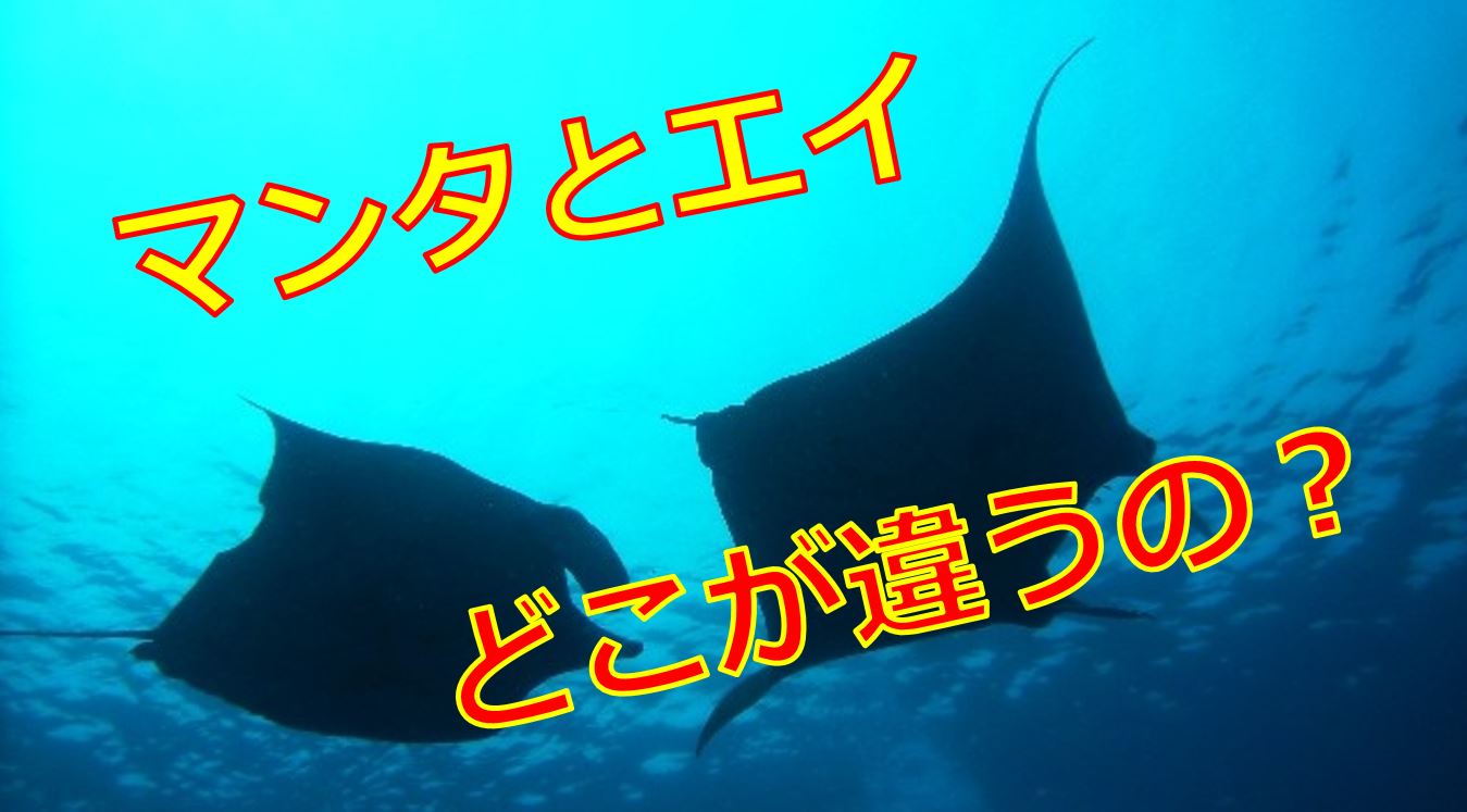 【2026最新】ドライアイ目薬ランキング！乾きに効く市販薬の決定打