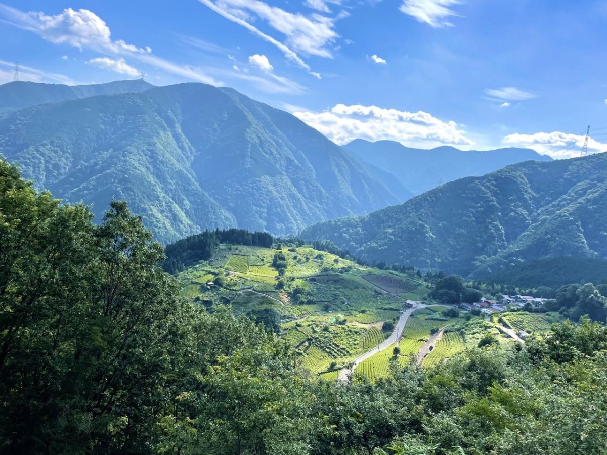 天空の茶畑が魅せる絶景の真実！見頃と雲海・岐阜のマチュピチュ取材
