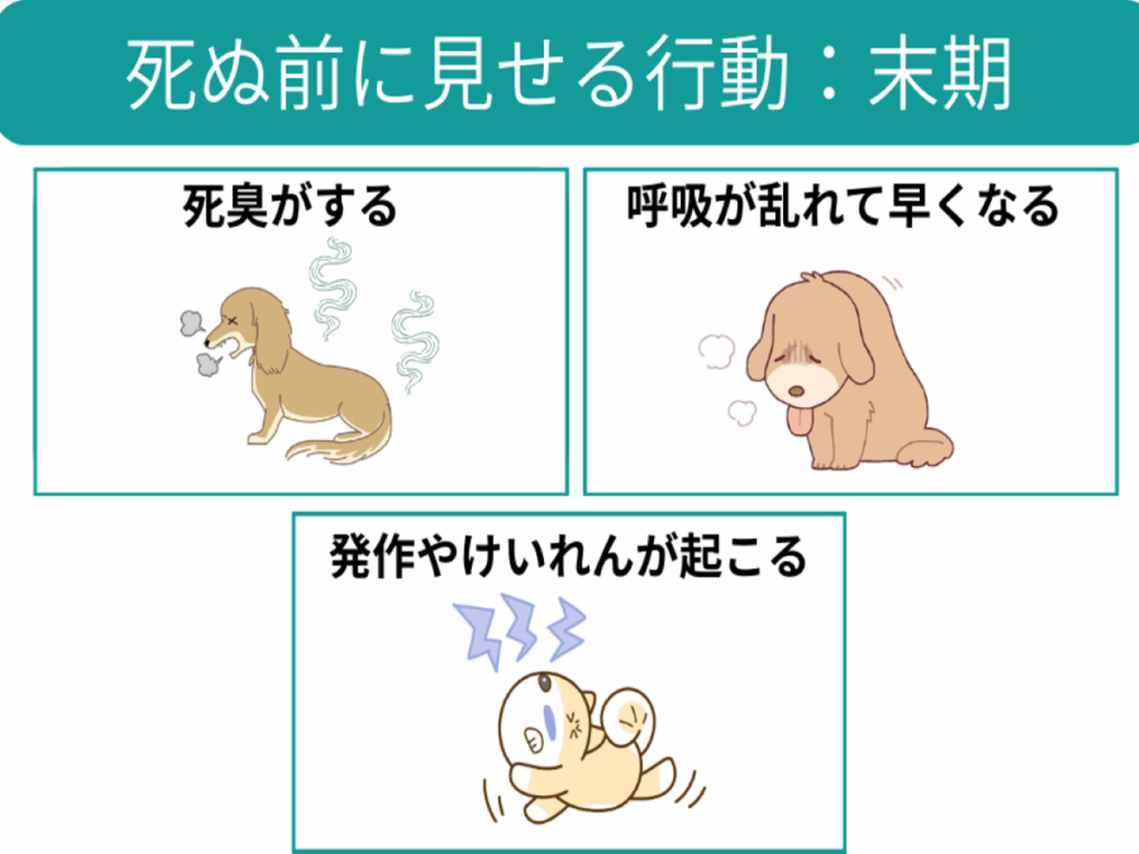 愛犬が死んだらまず何をすべき？後悔しない遺体安置と手続きの全手順