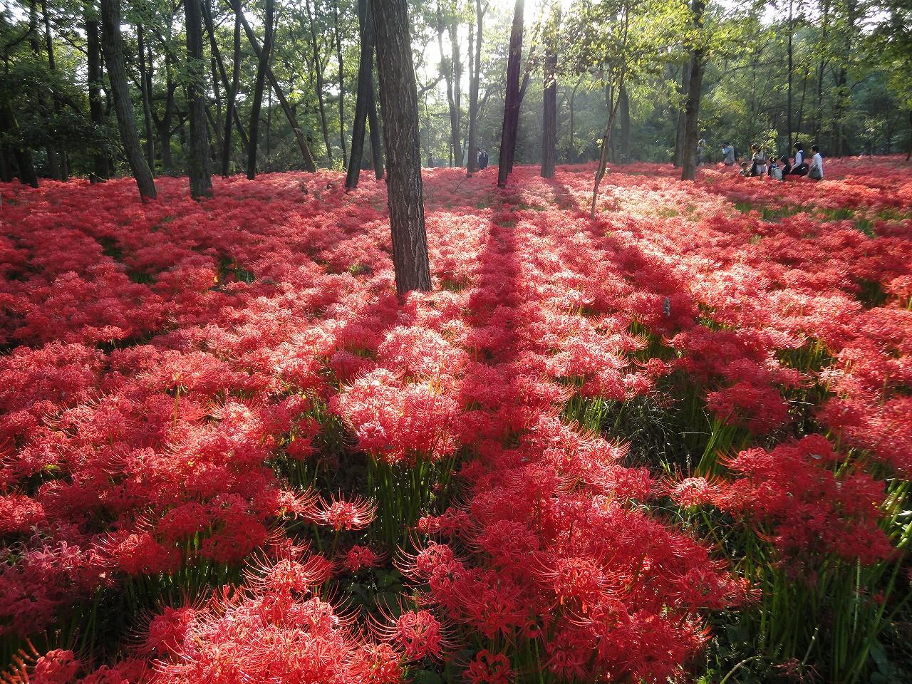 巾着田曼珠沙華公園2026見頃と開花状況！混雑回避と駐車場対策