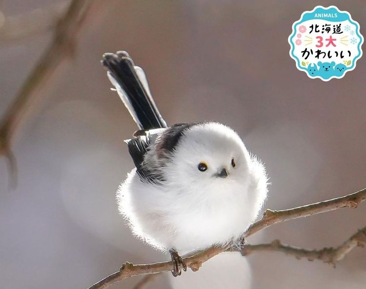 「動物 かわいい」の真相！世界を惹きつける癒やし動画と驚異の生態