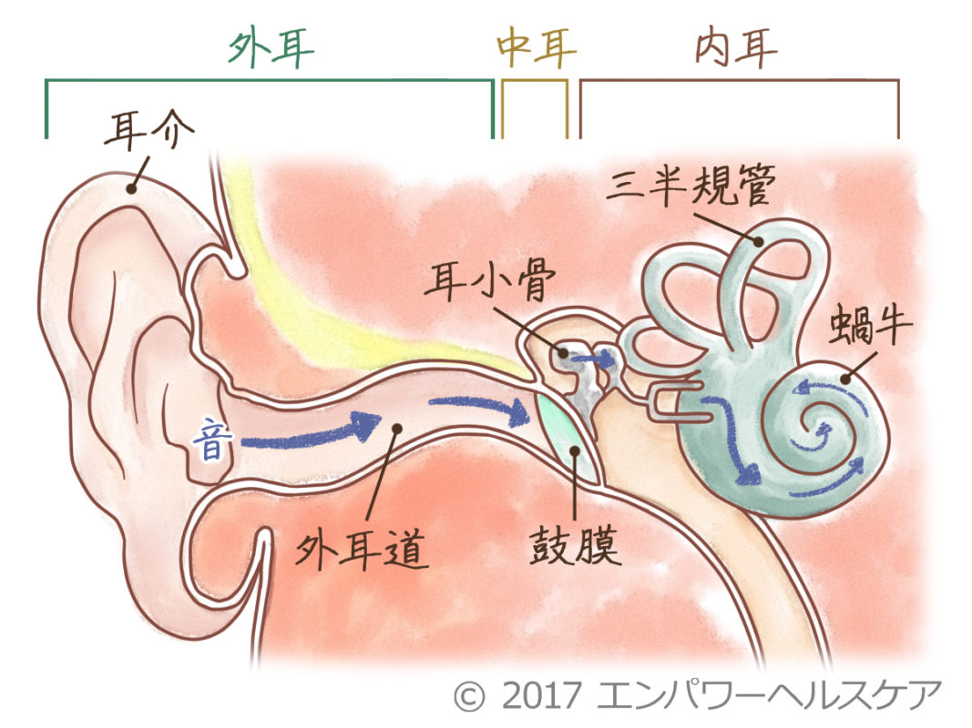 【耳の中が臭い原因と対処法2026】放置はキケン？病気サインの見分け方と正しいケア