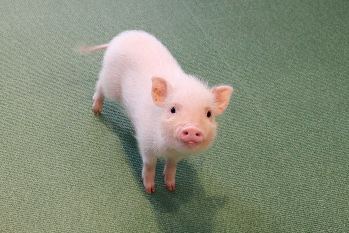 【2026最新】近くの動物カフェ徹底比較！料金相場と当日予約の裏ワザ