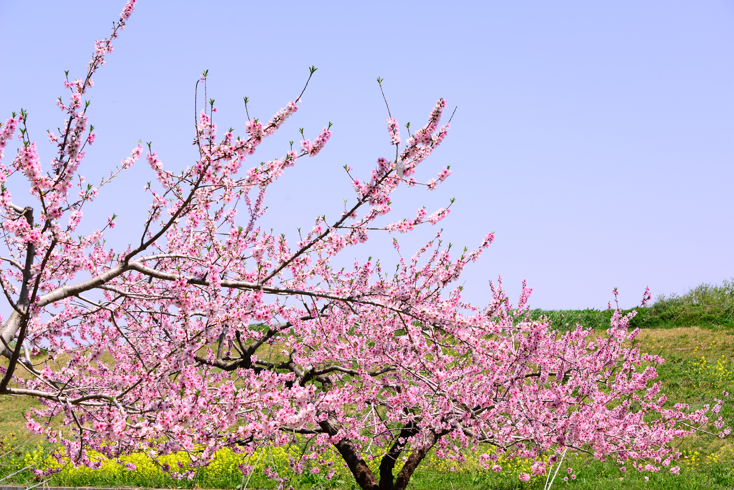 桃の木は庭に植えると不吉？風水と寿命の真相＆失敗しない育て方