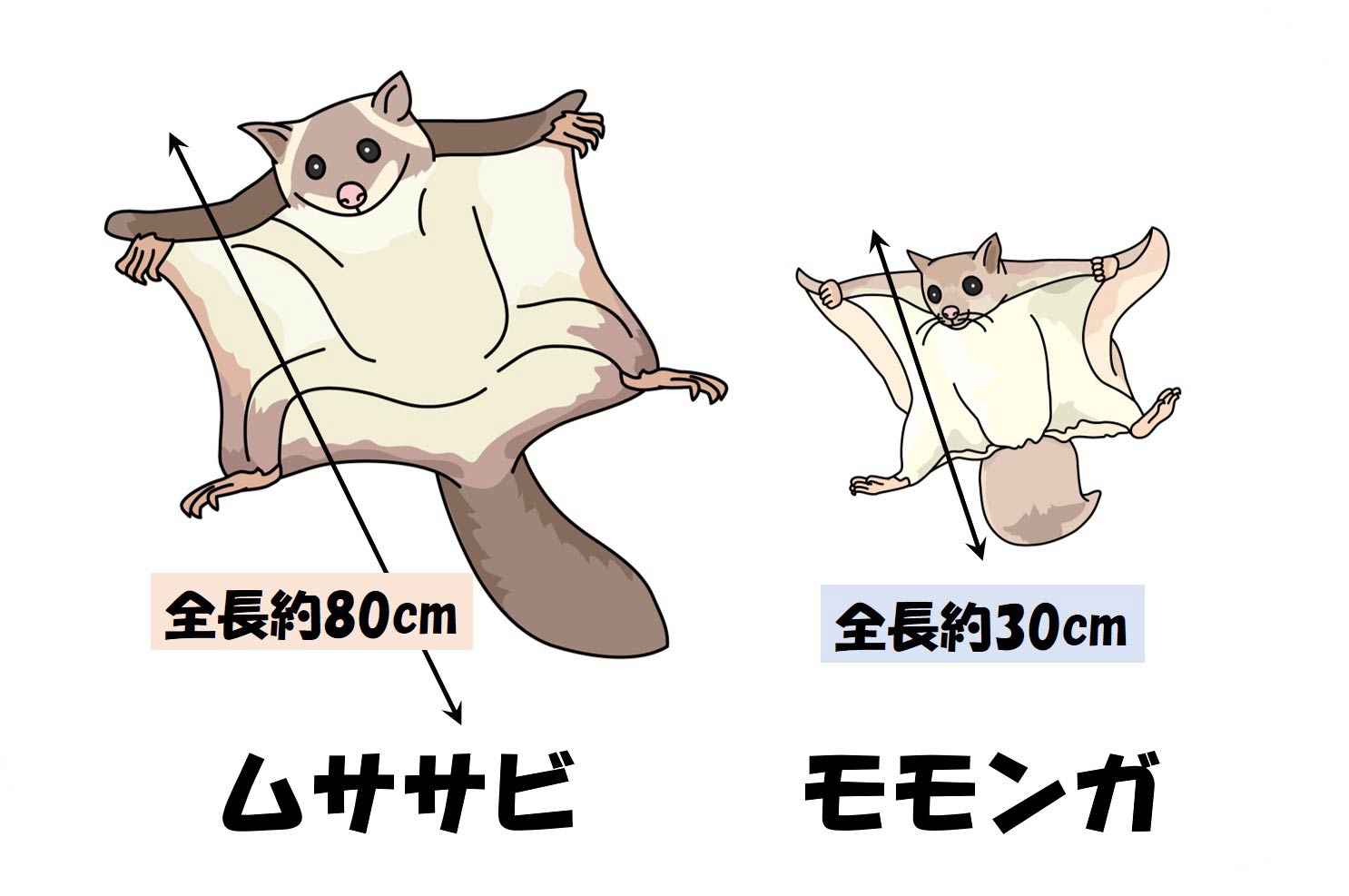 モモンガとムササビの違いを徹底比較！見分け方とペット飼育の真実