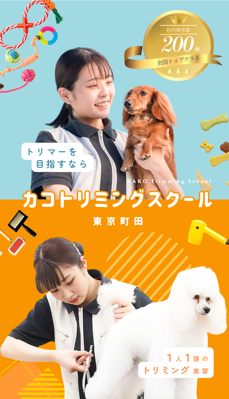 カコトリミングスクール評判の真相｜厳しい理由と学費・就職を徹底検証