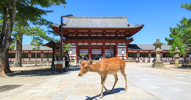 奈良・大神神社「呼ばれた人しか行けない」真相と三輪山登拝の厳格な掟