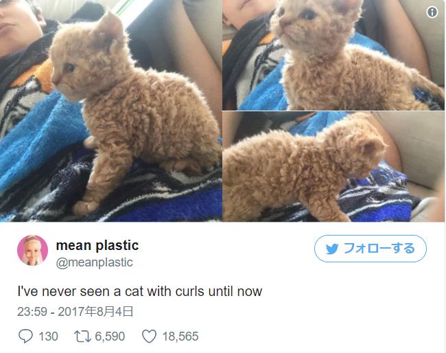 不思議なクルクル毛の謎！巻き毛猫の人気品種と飼育ケアの最新解剖