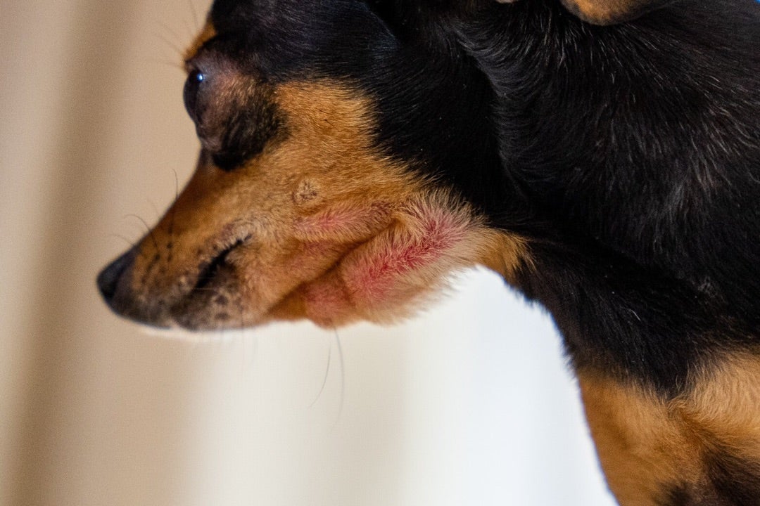愛犬の虫刺され、その腫れと痒みを放置すると命に関わる──マダニ・蜂・蚊・ノミ徹底対策マニュアル