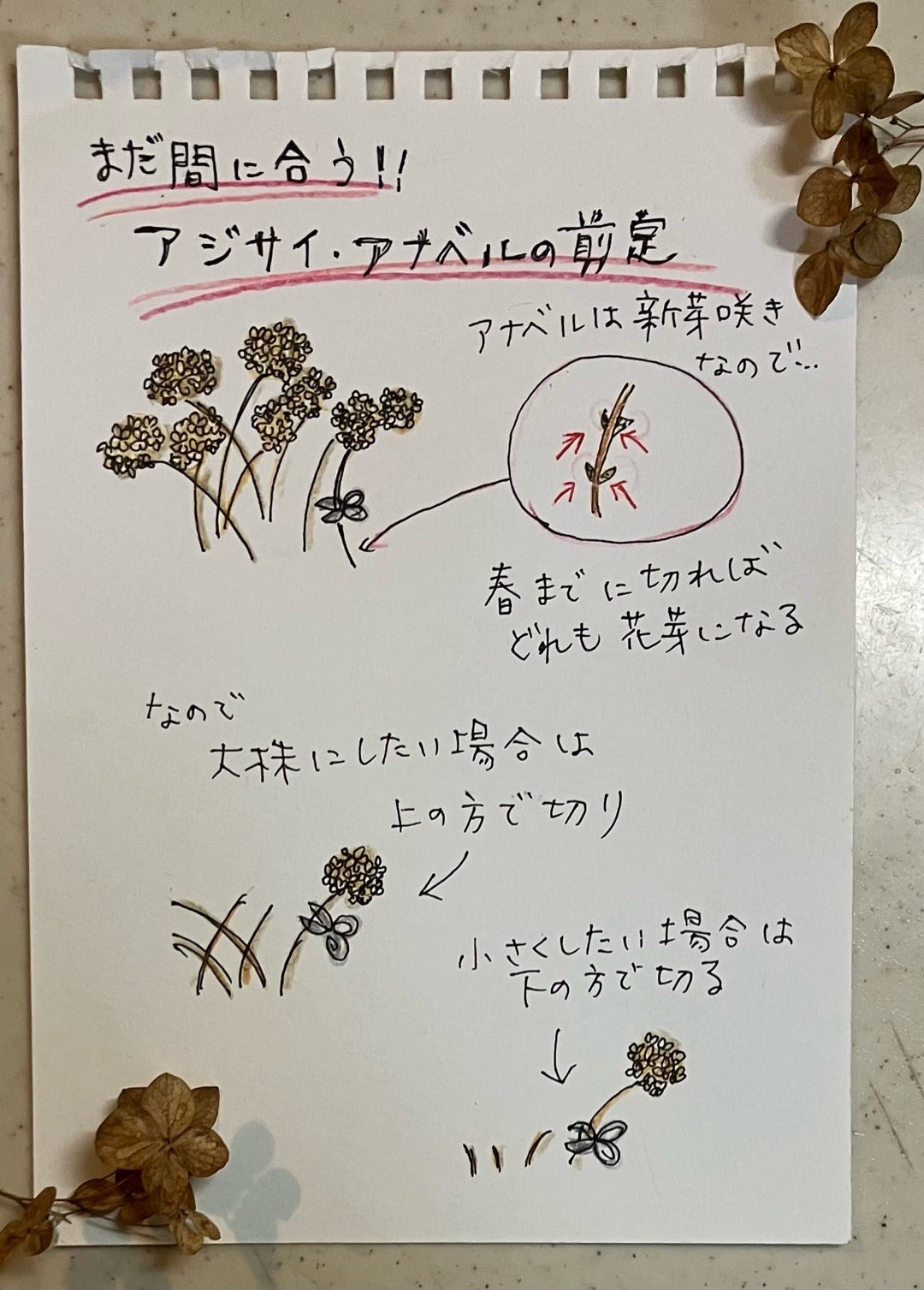 アナベル剪定は冬で正解！普通のアジサイとの違いと失敗ゼロの極意