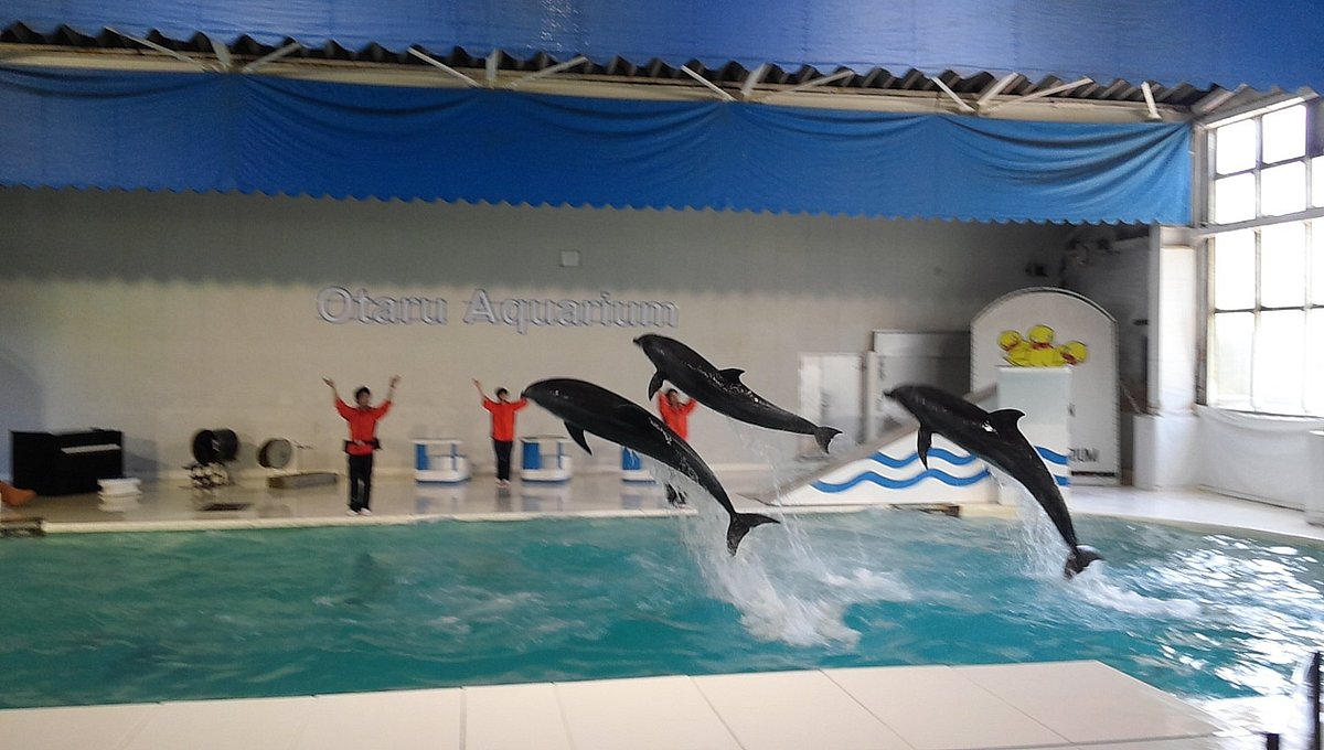 巨獣舞う小樽水族館を極める！裏ルートと迫力ショーの隠された秘密