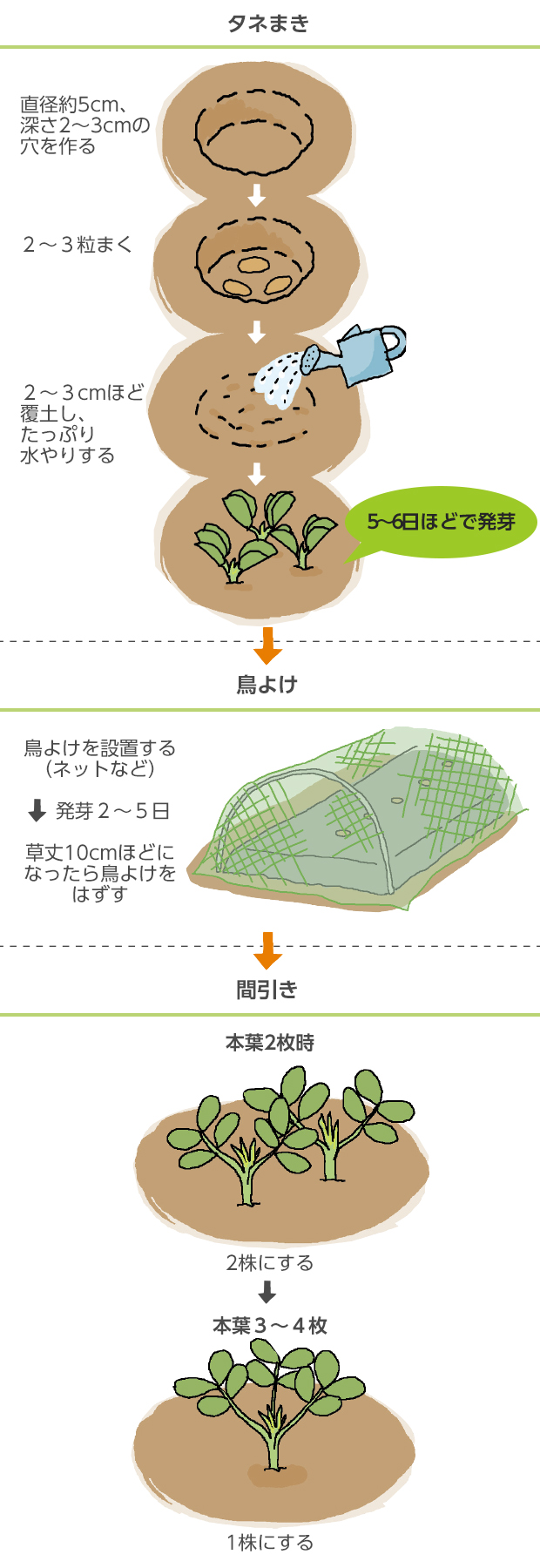 落花生栽培で実がつかない原因は？プランターで大量収穫する極意と手順